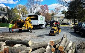 Best Tree Maintenance Programs  in Ault, CO