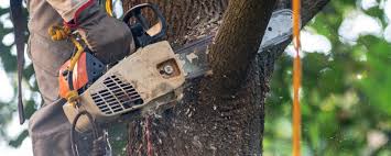 Best Tree Preservation Services  in Ault, CO