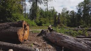 Best Firewood Processing and Delivery  in Ault, CO