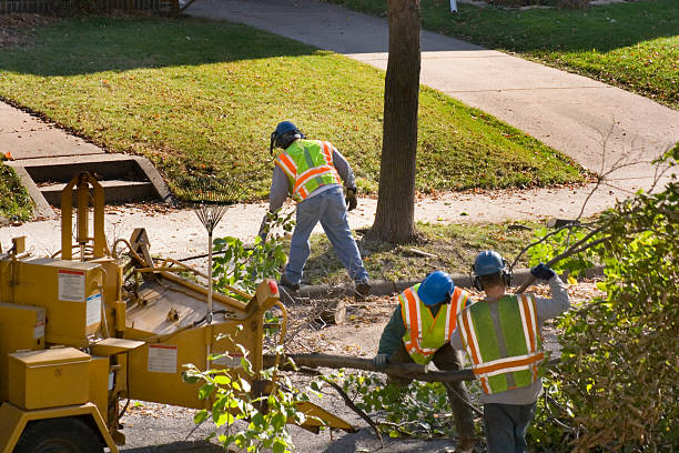 Best Leaf Removal Services  in Ault, CO