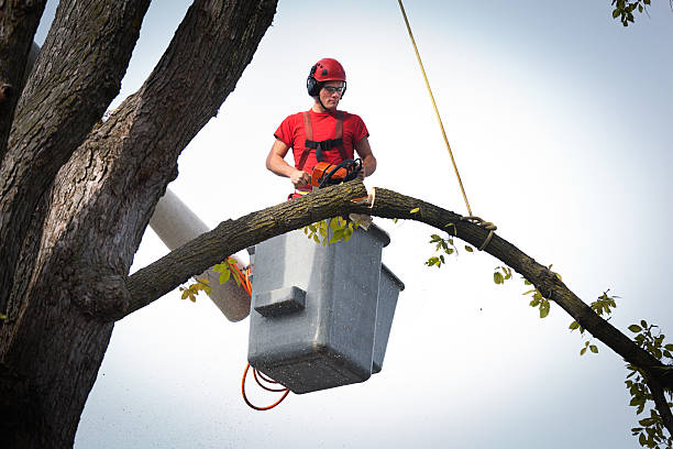 Best Arborist Consultation Services  in Ault, CO