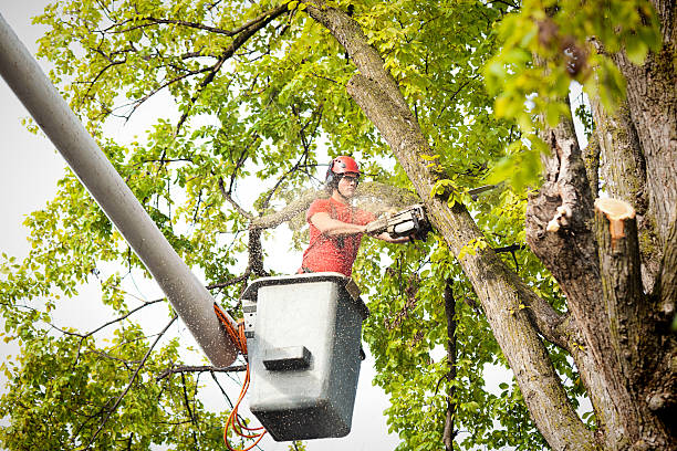 How Our Tree Care Process Works  in  Ault, CO